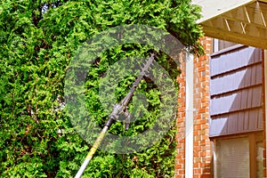 Using a hedge trimmer to trim the bushes