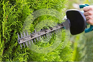 Using a hedge trimmer to trim the bushes. photo