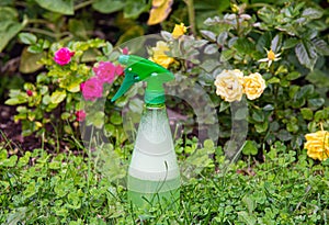 Using homemade insecticidal insect spray in home garden to protect roses from insects or fungus.