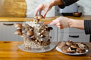 Using knife to pick cut Shiitake mushrooms, Lentinula edodes growing in home kitchen. photo