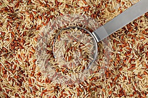 Using a measuring cup to take a portion of long grain brown rice and red rice