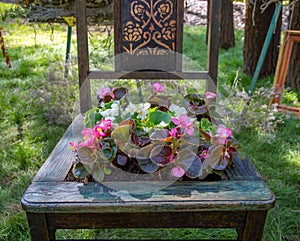 Using an old chair as a flower bed