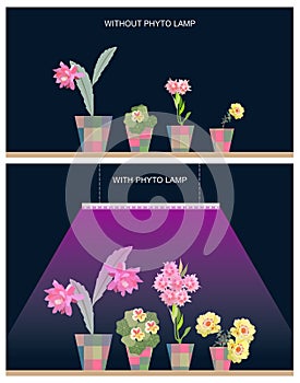 Using of phyto lamps for growing - small plants without lamps, and big plants with a lot of flowers under purple light