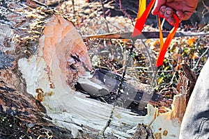 Using a pocket chain saw to cut through a log