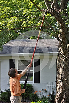 Using Pole Pruner on Yard Tree photo