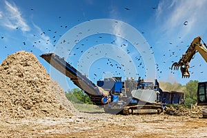 Using a stationary industrial shredder, wood chips from roots are made in the shredding machine of a work conveyor.