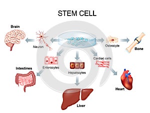 Using stem cells to treat disease