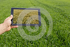 Using tablet on wheat field. Modern Agriculture. Wheat futures c
