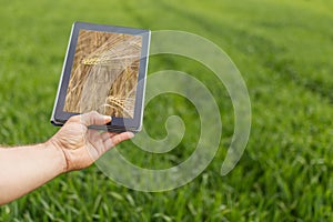 Using tablet on wheat field. Modern Agriculture. Wheat futures c