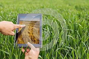 Using tablet on wheat field. Modern Agriculture. Wheat futures c