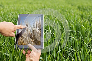 Using tablet on wheat field. Modern Agriculture. Wheat futures c