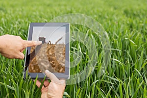 Using tablet on wheat field. Modern Agriculture. Wheat futures c