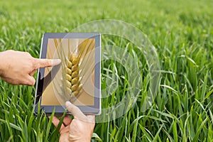 Using tablet on wheat field. Modern Agriculture. Wheat futures c