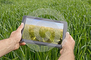 Using tablet on wheat field. Modern Agriculture. Wheat futures c