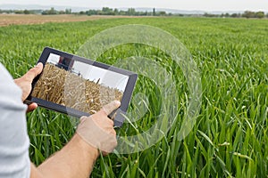 Using tablet on wheat field. Modern Agriculture. Wheat futures c