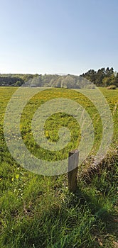 Usingen spring outdoor sun