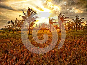 usk in the afternoon in a rice field that has just harvested rice in Tangerang district