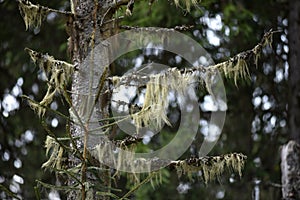 Usnea barbata, fungus living in symbiosis with