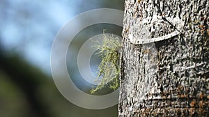 Usnea cornuta (old man's beard, beard lichen, beard moss, tahi angin, kayu angin, rasuk angin)