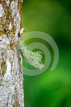 Usnea cornuta (old man\'s beard, beard lichen, beard moss, tahi angin, kayu angin, rasuk angin)