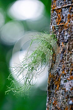 Usnea cornuta (old man\'s beard, beard lichen, beard moss, tahi angin, kayu angin, rasuk angin)