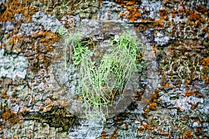 Usnea cornuta (old man\'s beard, beard lichen, beard moss, tahi angin, kayu angin, rasuk angin)