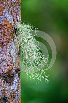 Usnea cornuta (old man\'s beard, beard lichen, beard moss, tahi angin, kayu angin, rasuk angin)