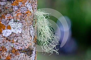 Usnea cornuta (old man\'s beard, beard lichen, beard moss, tahi angin, kayu angin, rasuk angin)