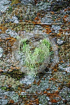 Usnea cornuta (old man\'s beard, beard lichen, beard moss, tahi angin, kayu angin, rasuk angin)