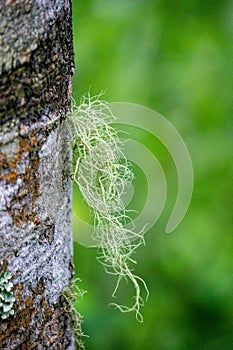 Usnea cornuta (old man\'s beard, beard lichen, beard moss, tahi angin, kayu angin, rasuk angin)