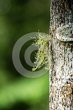 Usnea cornuta (old man\'s beard, beard lichen, beard moss, tahi angin, kayu angin, rasuk angin)