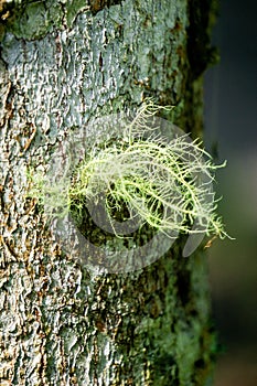 Usnea cornuta (old man\'s beard, beard lichen, beard moss, tahi angin, kayu angin, rasuk angin)