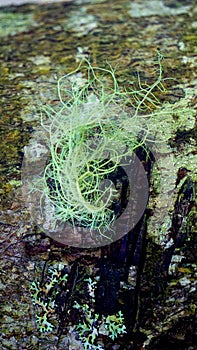 Usnea cornuta (old man\'s beard, beard lichen, beard moss, tahi angin, kayu angin, rasuk angin)