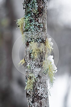 Usnea and Hypogymnia Lichen