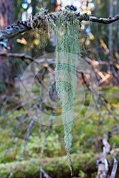 Usnea lichen