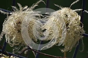 Usnea lichen also known as beard moss