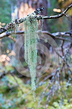 Usnea lichen