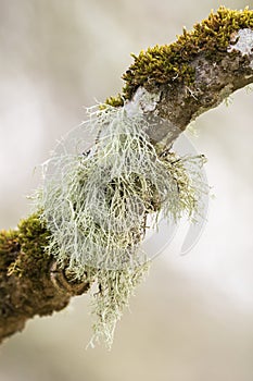Usnea lichen on a tree branch
