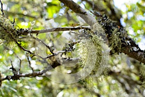 Green lichen on the native tree.