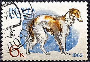 USSR - CIRCA 1965: a postage stamp, printed in USSR, shows a borzoi dog, series Hunting and Service Dogs.