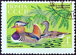 USSR - CIRCA 1970: A stamp printed in USSR from the `Fauna of Sikhote-Alin Nature Reserve` issue shows Mandarins, circa 1970.