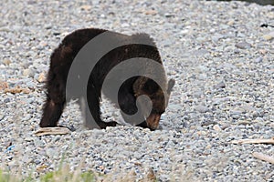 Ussuri brown bear Ursus arctos lasiotus. brown bear on the beach in the morning Shiretoko Peninsula. Hokkaido. Japan