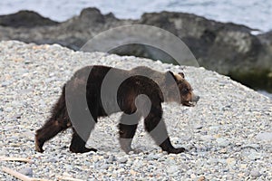 Ussuri brown bear Ursus arctos lasiotus. brown bear on the beach in the morning Shiretoko Peninsula. Hokkaido. Japan