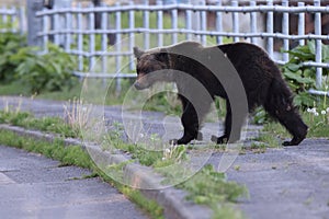 Ussuri brown bear Ursus arctos lasiotus. Shiretoko National Park. Shiretoko Peninsula. Hokkaido. Japan