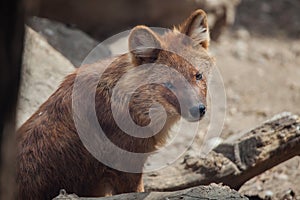 Ussuri dhole Cuon alpinus alpinus