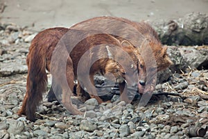 Ussuri dhole Cuon alpinus alpinus