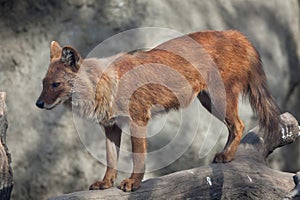 Ussuri dhole Cuon alpinus alpinus