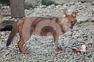 Ussuri dhole & x28;Cuon alpinus alpinus& x29;