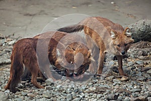 Ussuri dhole Cuon alpinus alpinus