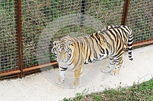 Ussuri tiger in aviary, Safari Park Taigan, Crimea.